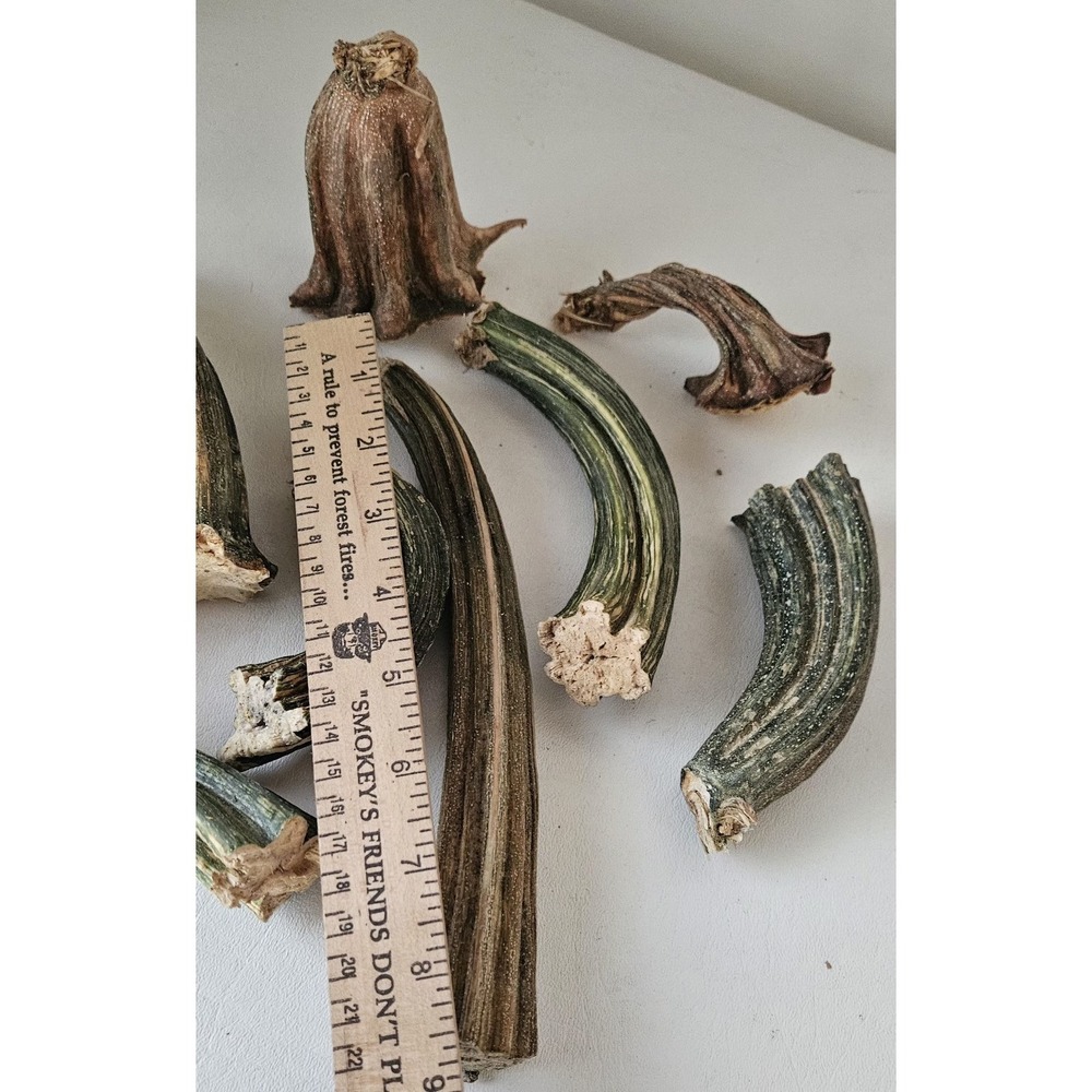 Naturally Dried Pumpkin Stems Various Sizes for Crafting - Picture 7 of 8